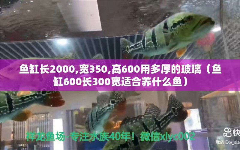 鱼缸长2000,宽350,高600用多厚的玻璃（鱼缸600长300宽适合养什么鱼） 新加坡三巴旺