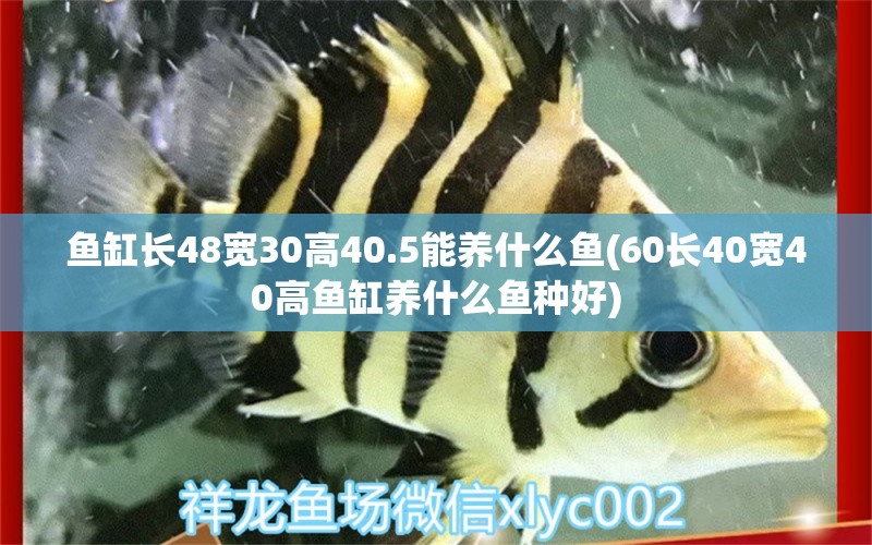 鱼缸长48宽30高40.5能养什么鱼(60长40宽40高鱼缸养什么鱼种好)