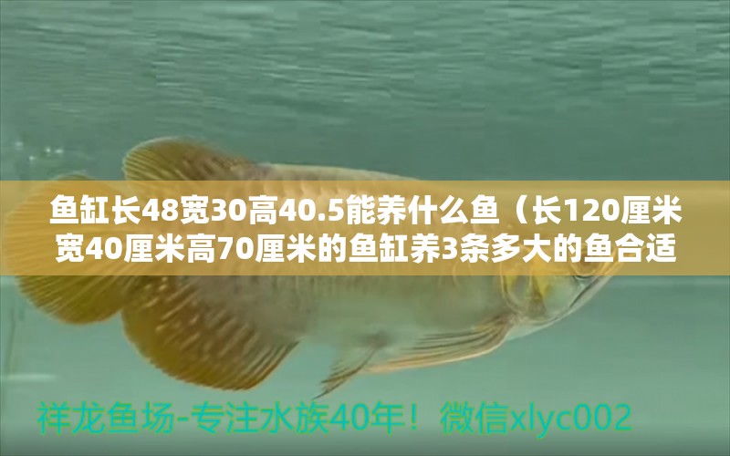 鱼缸长48宽30高40.5能养什么鱼（长120厘米宽40厘米高70厘米的鱼缸养3条多大的鱼合适）