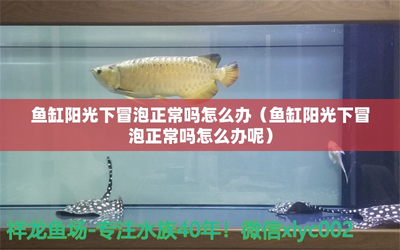 鱼缸阳光下冒泡正常吗怎么办（鱼缸阳光下冒泡正常吗怎么办呢）