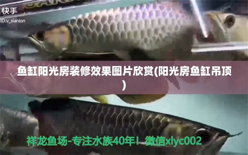 鱼缸阳光房装修效果图片欣赏(阳光房鱼缸吊顶) 广州水族器材滤材批发市场