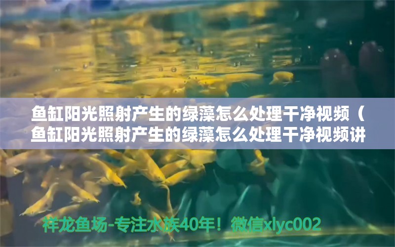 鱼缸阳光照射产生的绿藻怎么处理干净视频（鱼缸阳光照射产生的绿藻怎么处理干净视频讲解）