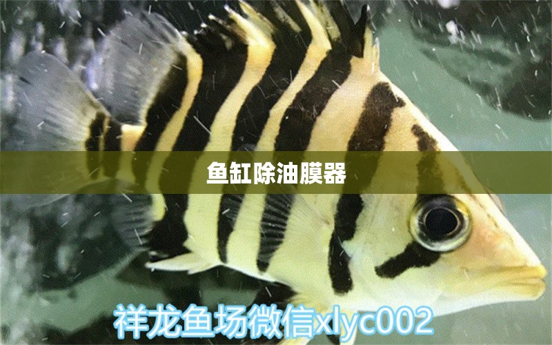 鱼缸除油膜器 广州水族器材滤材批发市场