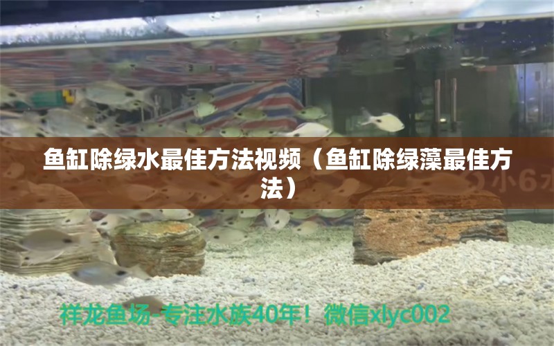 鱼缸除绿水最佳方法视频（鱼缸除绿藻最佳方法） 广州观赏鱼批发市场