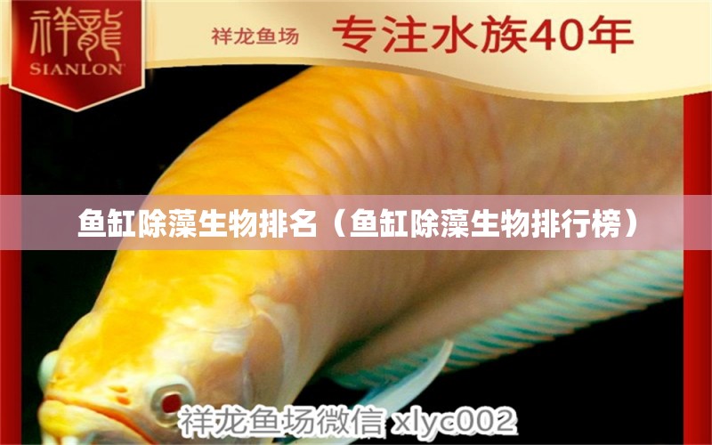 鱼缸除藻生物排名（鱼缸除藻生物排行榜）