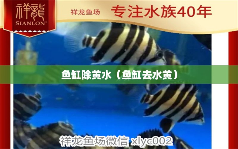 鱼缸除黄水（鱼缸去水黄） 广州观赏鱼批发市场