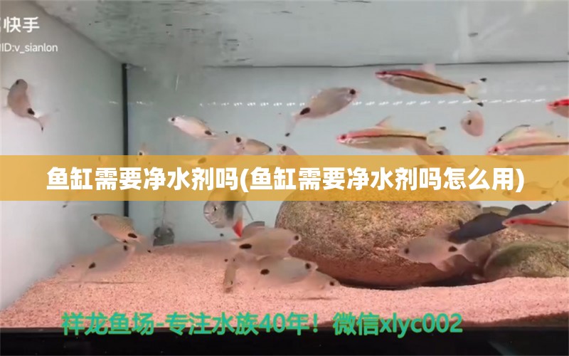 鱼缸需要净水剂吗(鱼缸需要净水剂吗怎么用) 高背金龙鱼