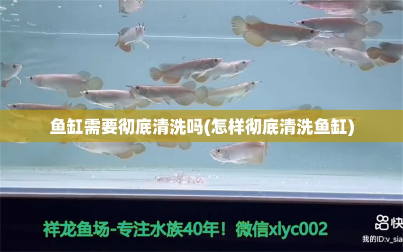 鱼缸需要彻底清洗吗(怎样彻底清洗鱼缸) 广州祥龙国际水族贸易