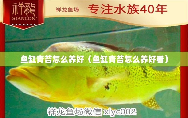 鱼缸青苔怎么养好（鱼缸青苔怎么养好看） 海水鱼