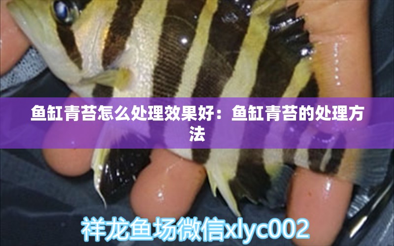 鱼缸青苔怎么处理效果好：鱼缸青苔的处理方法 养鱼的好处 第2张