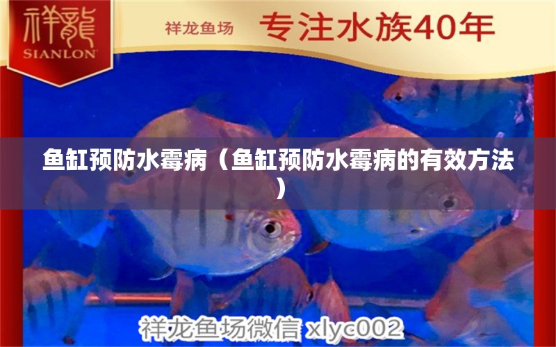 鱼缸预防水霉病（鱼缸预防水霉病的有效方法） 观赏鱼市场（混养鱼）
