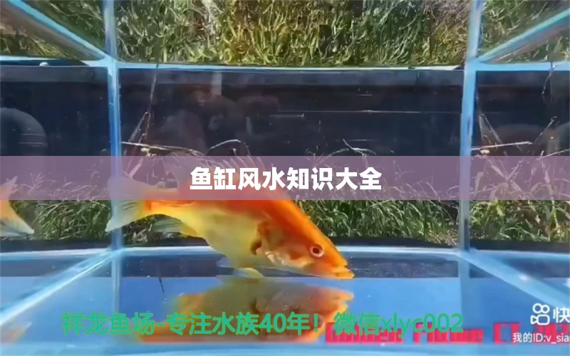 鱼缸风水知识大全