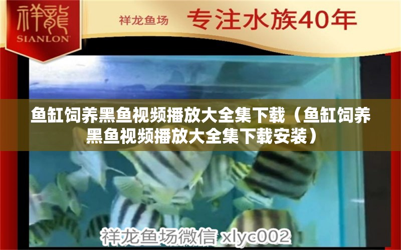 鱼缸饲养黑鱼视频播放大全集下载（鱼缸饲养黑鱼视频播放大全集下载安装）