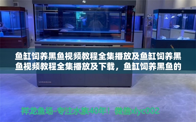 鱼缸饲养黑鱼视频教程全集播放及鱼缸饲养黑鱼视频教程全集播放及下载，鱼缸饲养黑鱼的视频教程全集播放及下载 赤焰中国虎鱼 第1张