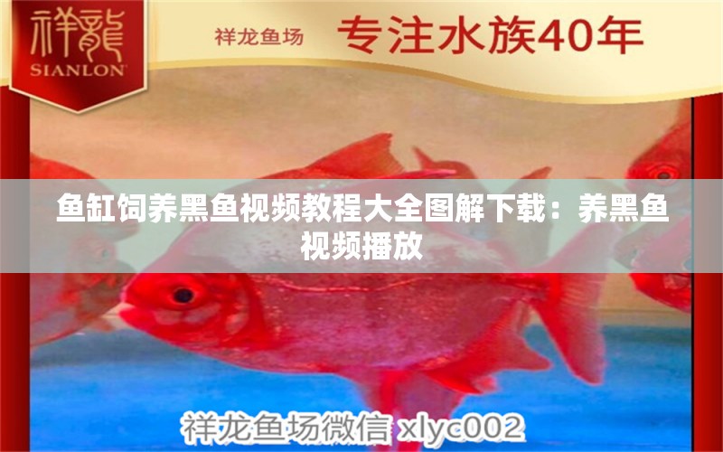 鱼缸饲养黑鱼视频教程大全图解下载：养黑鱼视频播放 广州水族批发市场 第1张