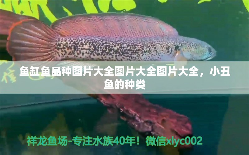 鱼缸鱼品种图片大全图片大全图片大全，小丑鱼的种类 海水鱼