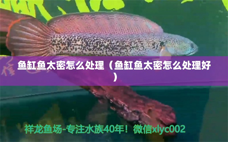 鱼缸鱼太密怎么处理（鱼缸鱼太密怎么处理好） 祥龙水族医院