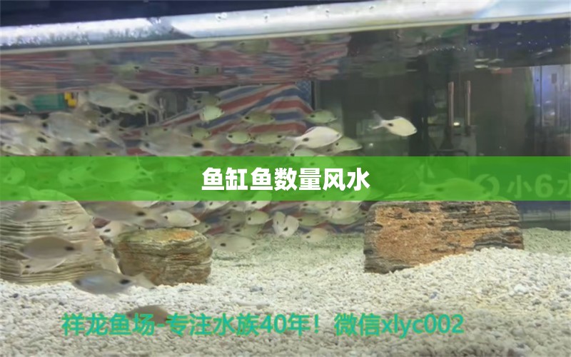 鱼缸鱼数量风水