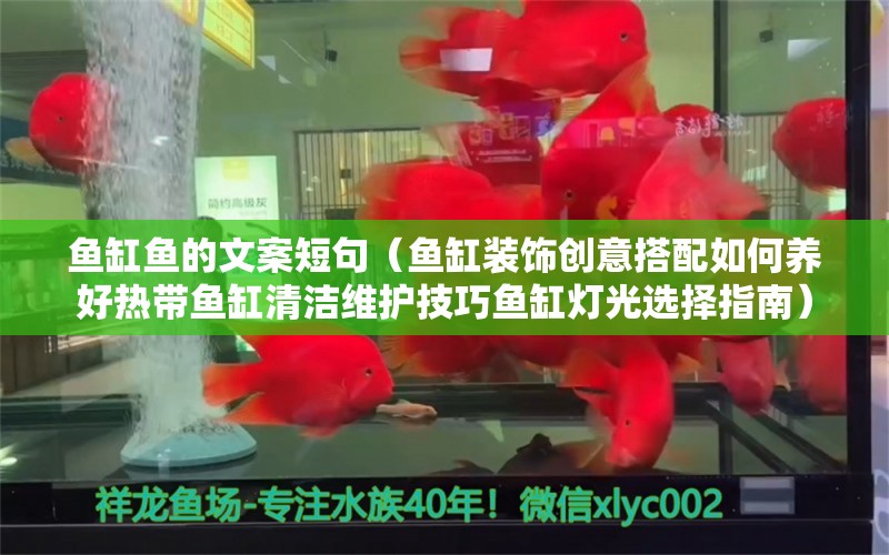 鱼缸鱼的文案短句（鱼缸装饰创意搭配如何养好热带鱼缸清洁维护技巧鱼缸灯光选择指南） 龙鱼百科 第2张