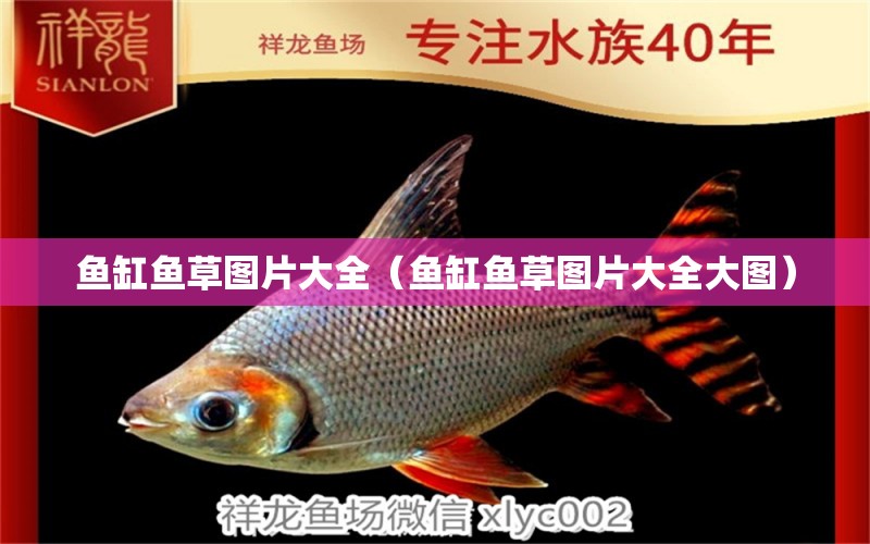 鱼缸鱼草图片大全（鱼缸鱼草图片大全大图） 祥龙水族医院