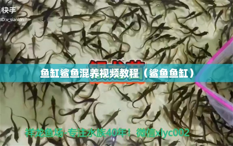 鱼缸鲨鱼混养视频教程（鲨鱼鱼缸）