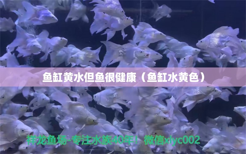 鱼缸黄水但鱼很健康（鱼缸水黄色） 观赏鱼批发