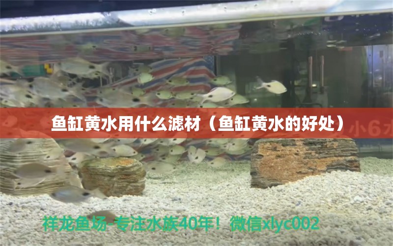 鱼缸黄水用什么滤材（鱼缸黄水的好处） 广州观赏鱼批发市场