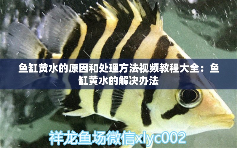 鱼缸黄水的原因和处理方法视频教程大全：鱼缸黄水的解决办法 广州水族批发市场
