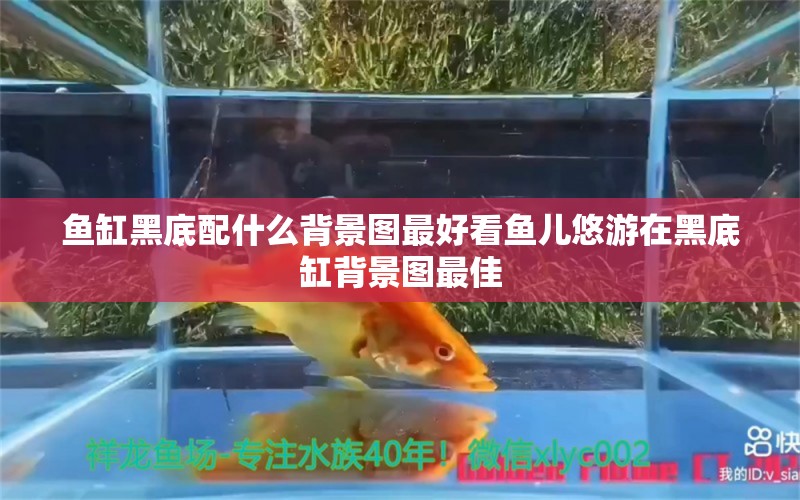 鱼缸黑底配什么背景图最好看鱼儿悠游在黑底缸背景图最佳