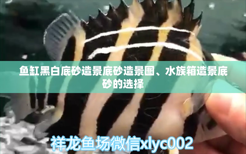 鱼缸黑白底砂造景底砂造景图、水族箱造景底砂的选择 鱼缸/水族箱