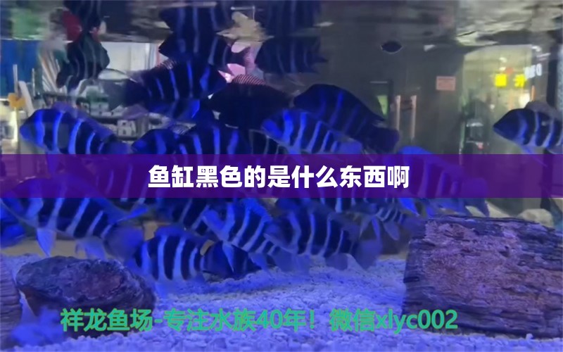 鱼缸黑色的是什么东西啊  非洲象鼻鱼