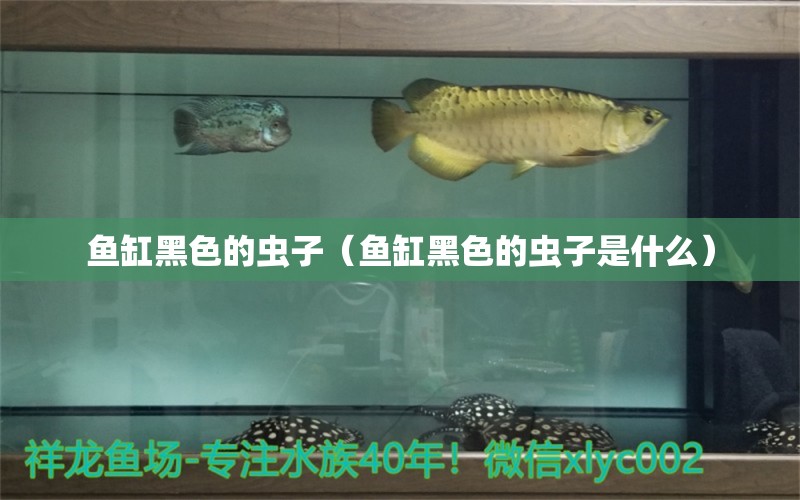 鱼缸黑色的虫子（鱼缸黑色的虫子是什么）