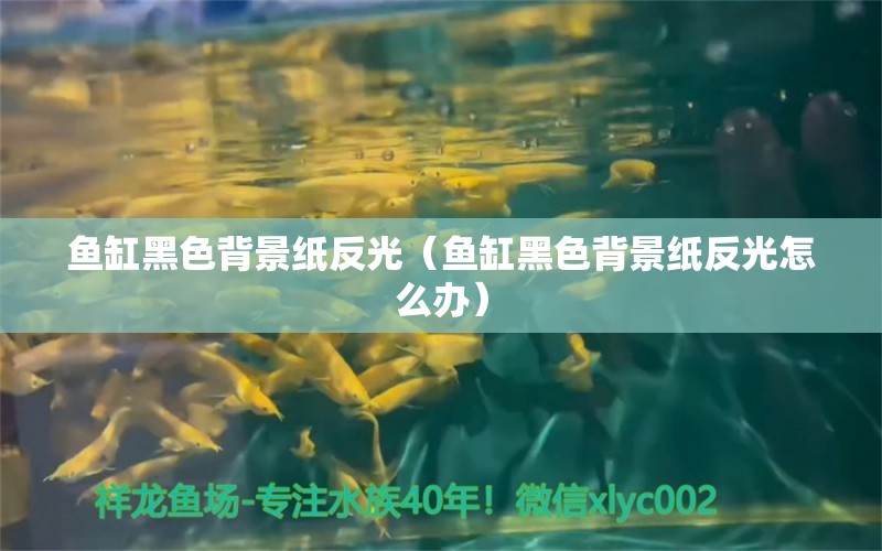 鱼缸黑色背景纸反光（鱼缸黑色背景纸反光怎么办） 祥龙水族医院