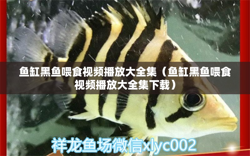 鱼缸黑鱼喂食视频播放大全集（鱼缸黑鱼喂食视频播放大全集下载）