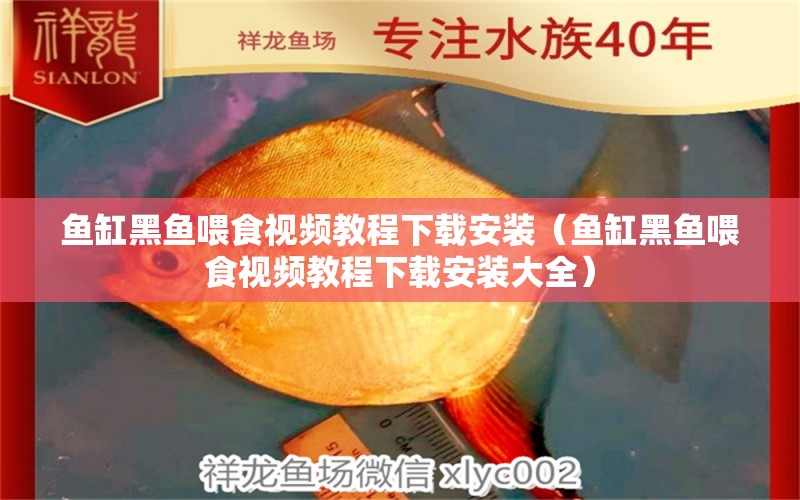 鱼缸黑鱼喂食视频教程下载安装（鱼缸黑鱼喂食视频教程下载安装大全）