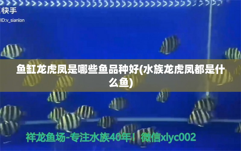 鱼缸龙虎凤是哪些鱼品种好(水族龙虎凤都是什么鱼)