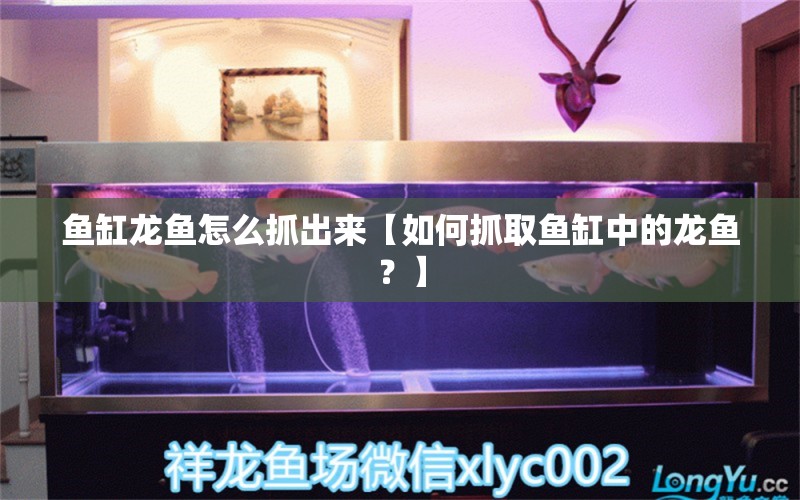 鱼缸龙鱼怎么抓出来【如何抓取鱼缸中的龙鱼？】 水族问答 第1张