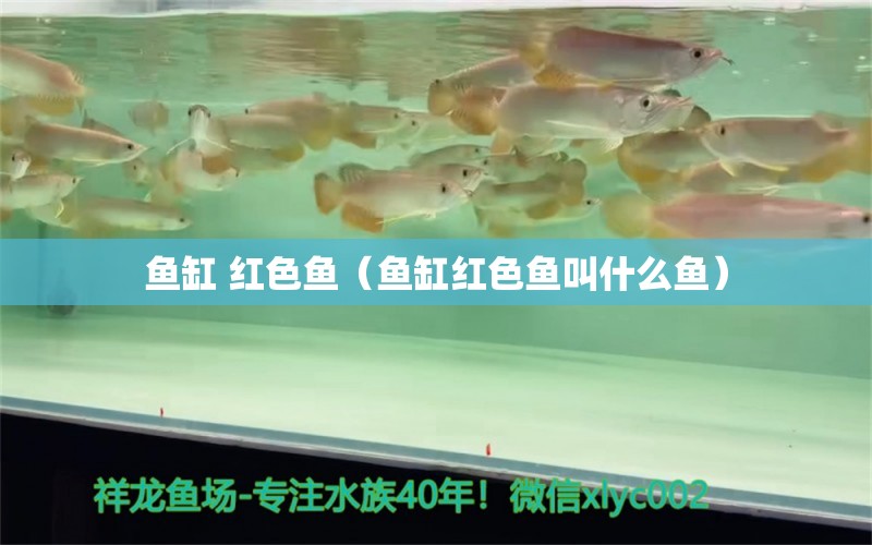 鱼缸 红色鱼（鱼缸红色鱼叫什么鱼）