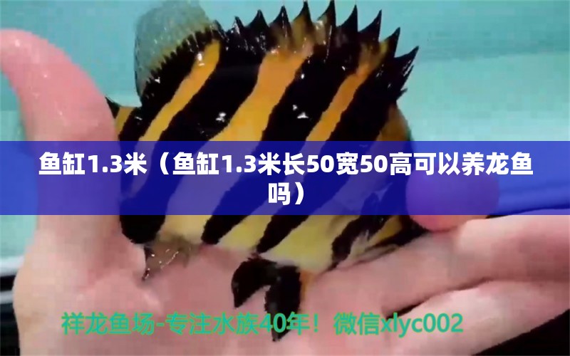 鱼缸1.3米（鱼缸1.3米长50宽50高可以养龙鱼吗） 其他品牌鱼缸