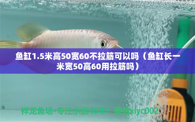 鱼缸1.5米高50宽60不拉筋可以吗（鱼缸长一米宽50高60用拉筋吗）