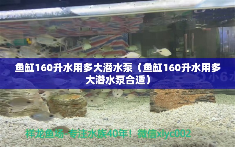 鱼缸160升水用多大潜水泵（鱼缸160升水用多大潜水泵合适） 赤焰中国虎鱼