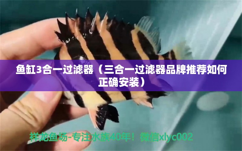 鱼缸3合一过滤器（三合一过滤器品牌推荐如何正确安装）