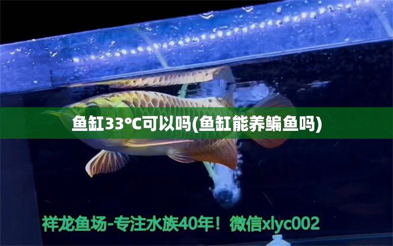 鱼缸33℃可以吗(鱼缸能养鳊鱼吗)