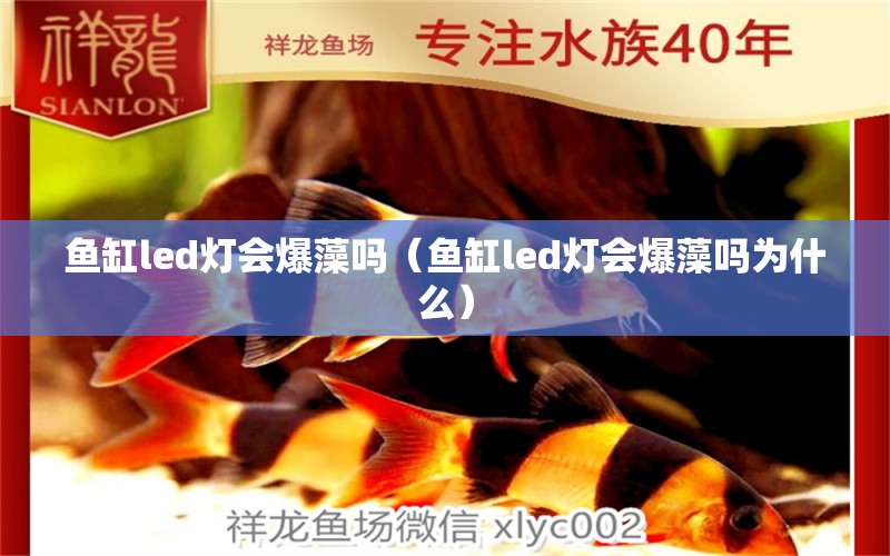 鱼缸led灯会爆藻吗（鱼缸led灯会爆藻吗为什么）