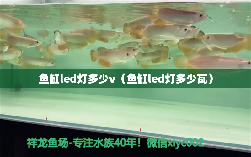 鱼缸led灯多少v（鱼缸led灯多少瓦） 祥龙水族医院