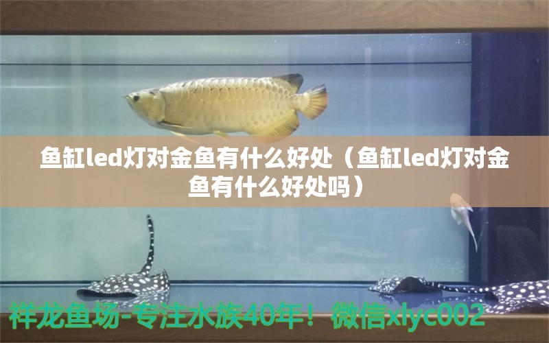 鱼缸led灯对金鱼有什么好处（鱼缸led灯对金鱼有什么好处吗） 祥龙水族医院