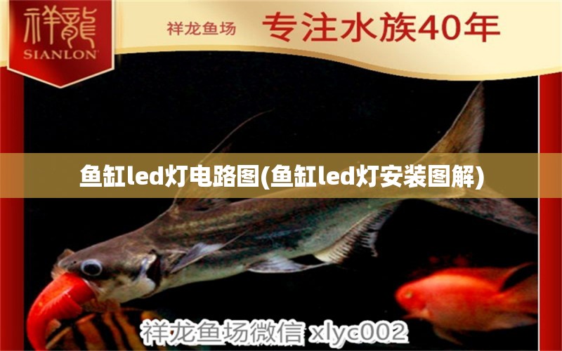 鱼缸led灯电路图(鱼缸led灯安装图解) 红魔王银版鱼 第1张