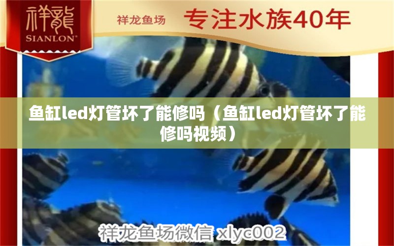 鱼缸led灯管坏了能修吗（鱼缸led灯管坏了能修吗视频） 祥龙水族医院