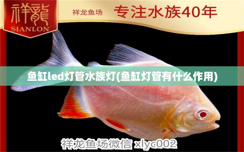 鱼缸led灯管水族灯(鱼缸灯管有什么作用)