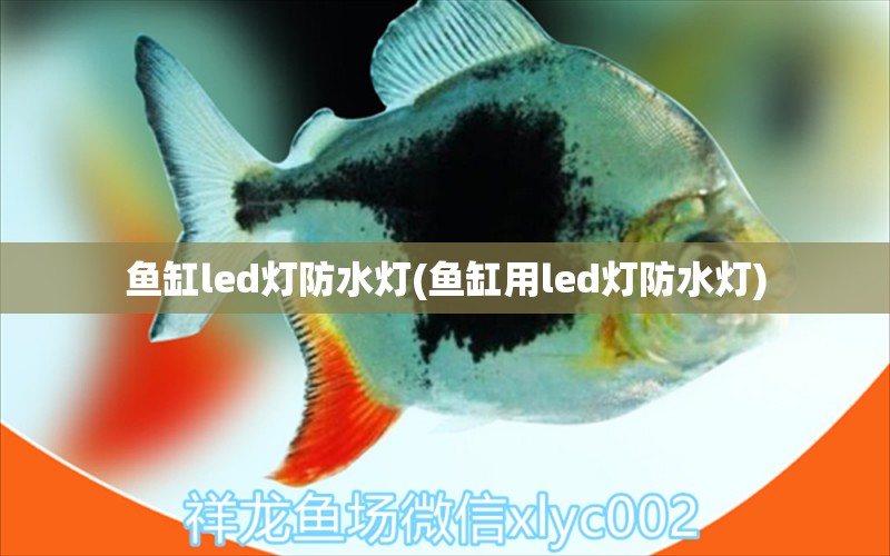 鱼缸led灯防水灯(鱼缸用led灯防水灯) iwish爱唯希品牌鱼缸